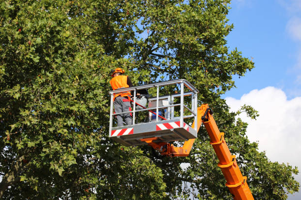 Professional Tree Services in Salem Lakes, WI